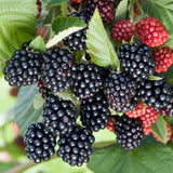 2 Cold Hardy Black Berry Plants, Blackberries Bush, 4-6 Inch Tall