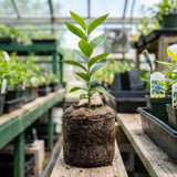 2 Highbush Blueberry Bushes Live Plants, Edible Fruit Plant, 4-6 Inch Tall
