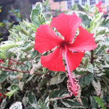 4 Variegated Red Hibiscus Plants Live, 4-8 Inch Tall