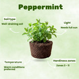 3 Live Peppermint Plants, Starter Plant, 4-7 Inch Tall