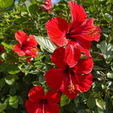 Pack 2 Red Hibiscus Plant 4-7 Inch Tall