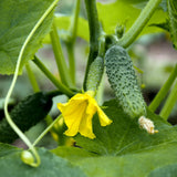 Cucumber Vine Live Plant, Garden Vine Plant, 4 Inch Pot
