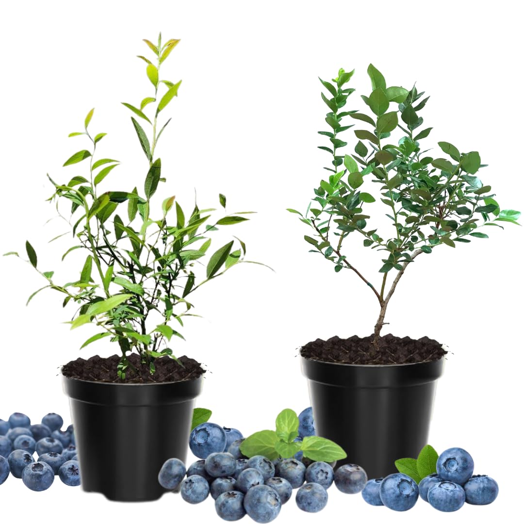 2 Jewel Blueberry Plants Live, Sweet Berry Shrub, 4-6 Inch Tall