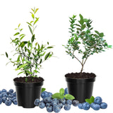 2 Jewel Blueberry Plants Live, Sweet Berry Shrub, 4-6 Inch Tall