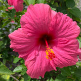 4 Pink Hibiscus Live Plants, Hibiscus Flower, Patio Container Plant, 4-8 Inch Tall