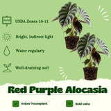 2 Red Purple Live Alocasia Plants, Indoor Outdoor Plant, 4-6 Inch Tall