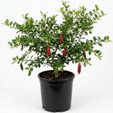 Red Finger Lime Tree Plant Live, 1-2 Ft Tall, 1 Gallon Pot