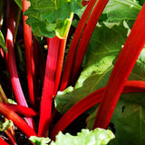 4 Rhubarb Plants Live, Patio Container Plant, 3-5 Inch Tall
