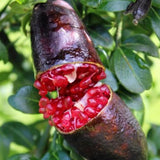 Red Air Layered Finger Lime Tree Live Plant, 1-2 Ft Tall, 3 Gallon Pot