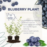 2 Elliott Blueberry Plants Live, Home Garden Plant, 4-7 Inch Tall