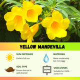 2 Yellow Live Mandevilla Plants, Ready to Grow Plant, 4-6 Inch Tall