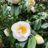 Live White Camellia Plant 8-14" Tall, Camellia Plant in Pot