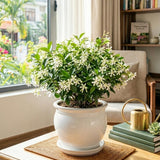White Star Jasmine Vine Live Plant, 7-10 Inch Tall, 3 Inch Pot