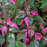 2 Pink Green Alternanthera Live Plants, Garden Border Foliage, 4-6 Inch Tall