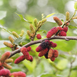 Red Mulberry Tree Plant Live, Live Starter Plant, 4-6 Inch Tall