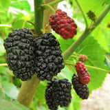 Dwarf Mulberry Live Tree, Hardy Garden Plant, 4-6 Inch Tall