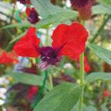 2 Purple Red Cuphea Plants Live, Well-Rooted Flower Plant, 4-6 Inch Tall