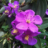 Purple Live Tibouchina Princess Plant, Garden Shrub, 3-5 Inch Tall