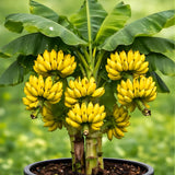 Tiny Banana Live Plant, Starter Plant, 4-6 Inch Tall