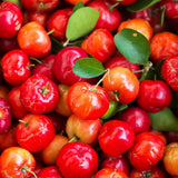Barbados Cherry Tree Live Plant, Barbados Cherry Tree, 4-7 Inch Tall