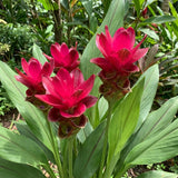 2 Red Ginger Live Plants, Ornamental Flowering Ginger Plant for Indoor Outdoor, Colorful Blooming Gingers 4-6 Inches