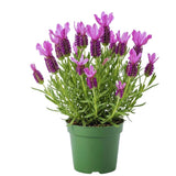 Spanish Lavender Plant Live, Fragrant Flower Plant, 3 Inch Pot