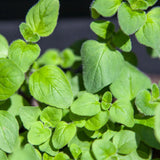Set 6 Greek Oregano Live Plant 3-5" Tall