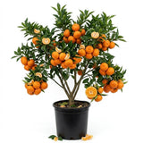 Satsuma Mandarins Orange Tree Plant Live, 2-3 Feet Tall