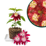 Deep Red Passion Flower Plant Live, 4-6 Inch Tall
