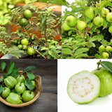 White Guava Live Plant, Well-Rooted Fruit Tree, 7-9 Inch Tall