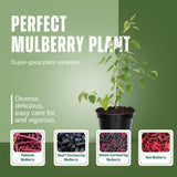 2 Illinois Everbearing Mulberry Tree Live Plant, Edible Fruit, 6-8" Tall