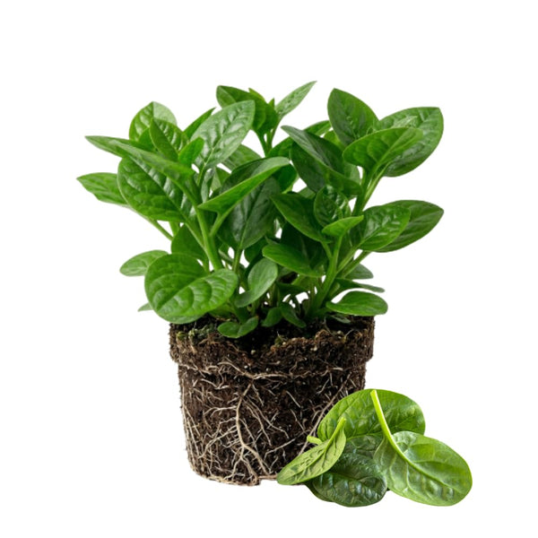 Green Spinach Live Plant, Live Starter Plant, 4-6 Inch Tall