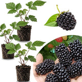 3 BlackBerry Plants Live, Perennial Berry Bush, 3-7 Inch Tall