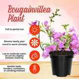 2 Blueberry Live Bougainvillea Plants, Starter Plant, 4-6 Inch Tall