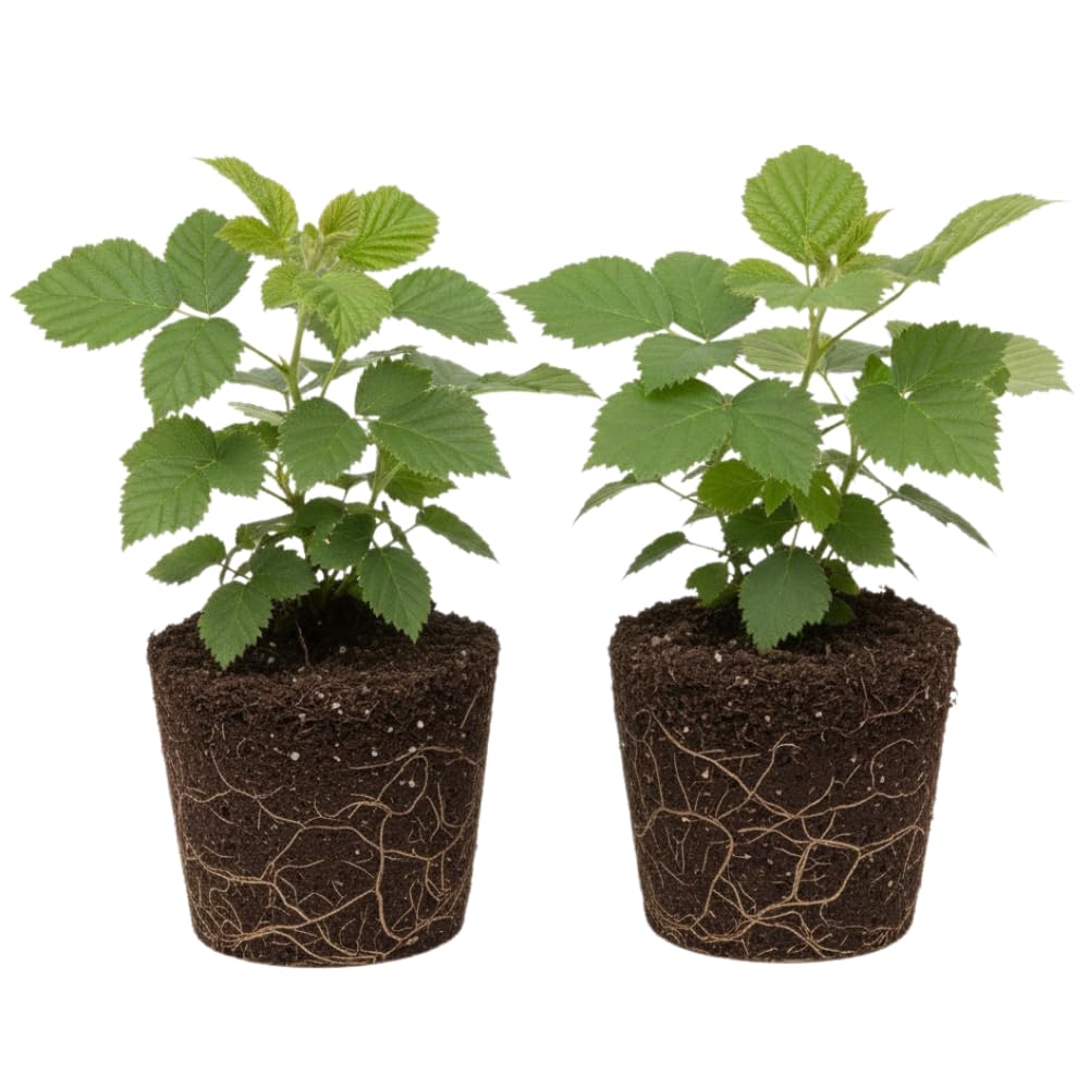 2 High Yields Black Berry Plants, Blackberries Bush, 4-6 Inch Tall