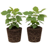 2 High Yields Black Berry Plants, Blackberries Bush, 4-6 Inch Tall