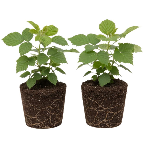 2 High Yields Black Berry Plants, Blackberries Bush, 4-6 Inch Tall