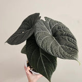 Grey Green Alocasia Live Plant, Rare Tropical Plant, 2-4 Inch Tall