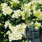 2 White Bougainvillea Plants Live, Rooted Vine Starter, 4-7 Inch Tall