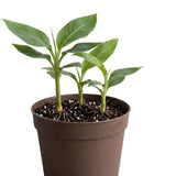 Dwarf Cavendish Live Banana Plant, Ready to Grow Plant, 6-8 Inch Tall, 4 Inch Pot
