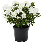 White Azalea Plant Live in Pot - 6-10 Inch Tall Azalea Shrub