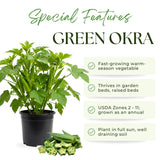 2 Green Okra Live Plants, Home Garden Vegetable, 4-8 Inch Tall, 4 Inch Pot