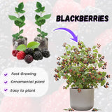 2 Sweet Blackberries Plant Live, Sweet Fruit, 4-7 Inch Tall