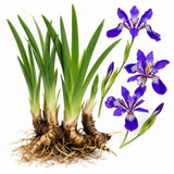 4 Purple Walking Iris Rhizomes for Planting, Heirloom Iris Plant