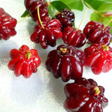 Surinam Cherry Tree Live Plant, Hardy Garden Plant, 4-7 Inch Tall