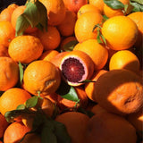 Red Blood Orange Live Citrus Tree, 24–30 Inch Tall