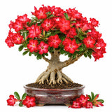 Red Desert Rose Plant Live, Succulent Houseplant, 4-7 Inch Tall