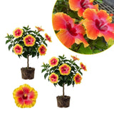 Pack 2 Red Yellow Hibiscus Plant Live 5 to 7 Inc Tall