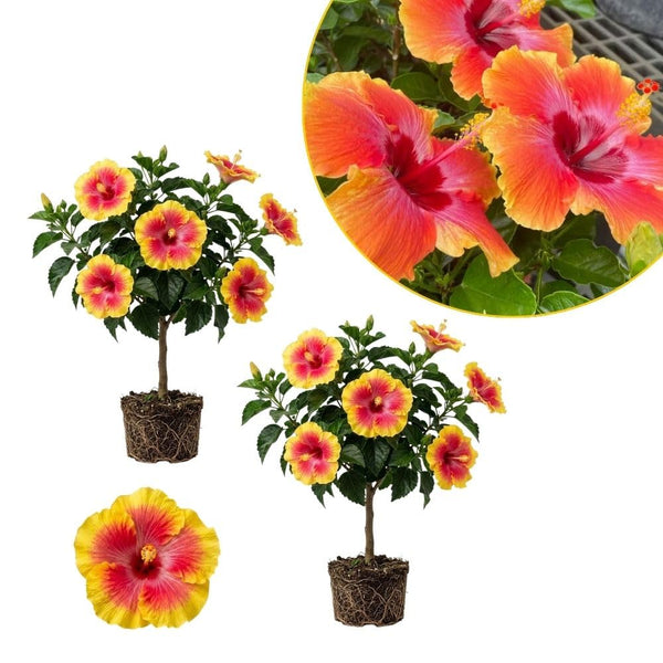 Pack 2 Red Yellow Hibiscus Plant Live 5 to 7 Inc Tall