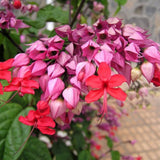 4 Red Bleeding Heart Live Plants, Home Garden Plant, 4-6 Inch Tall